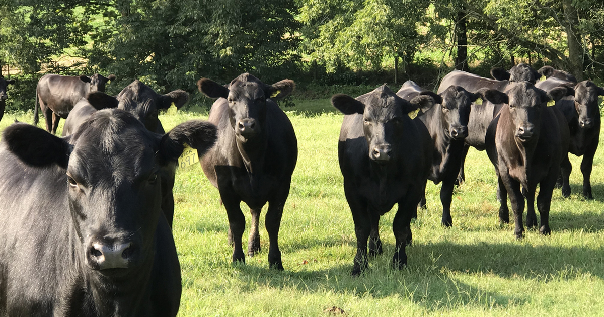 Livestock Nutrition Superior Ag